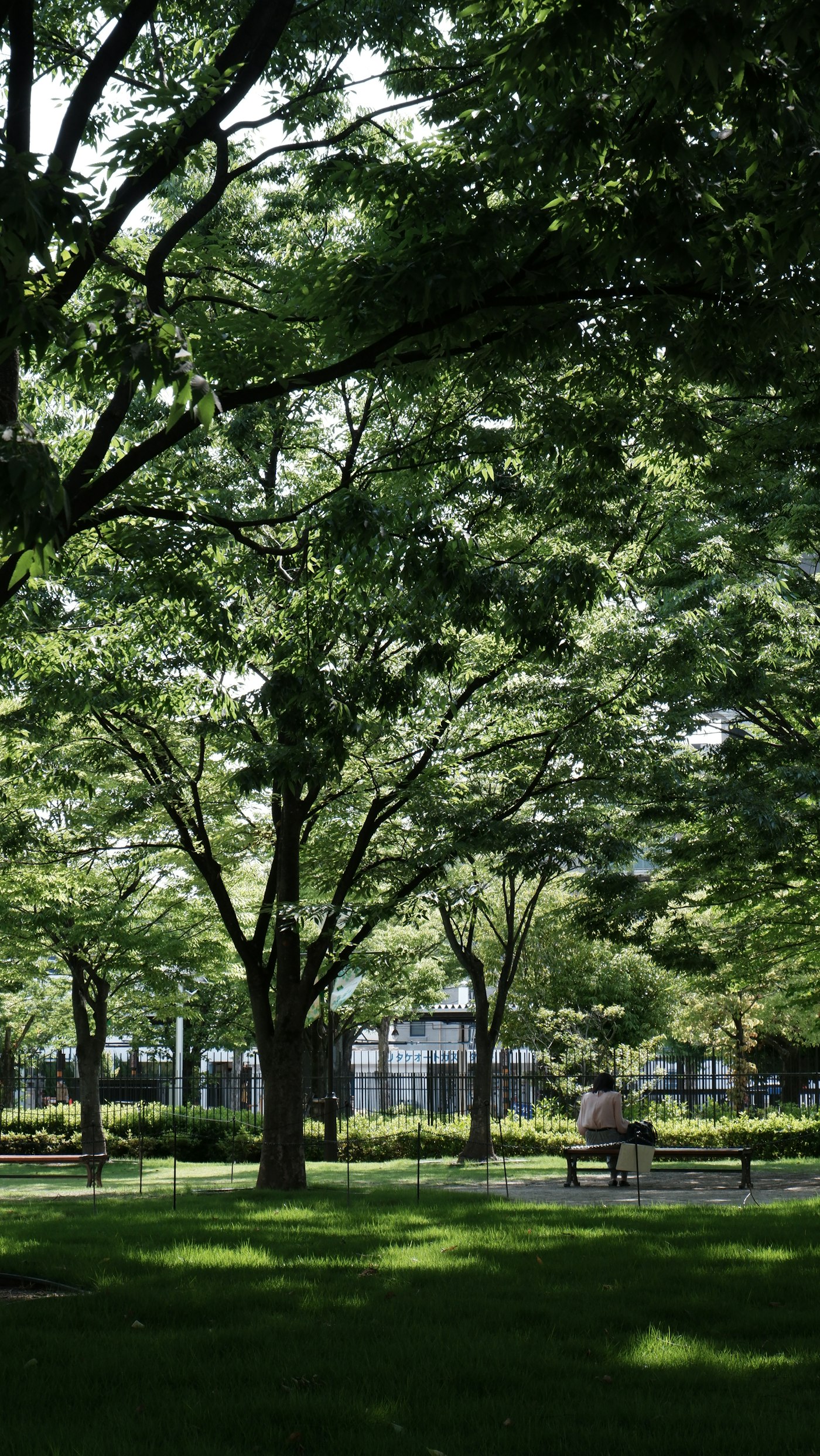 Wooden park benches shaded by a large leafy tree